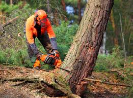 How Our Tree Care Process Works  in  Webster, TX