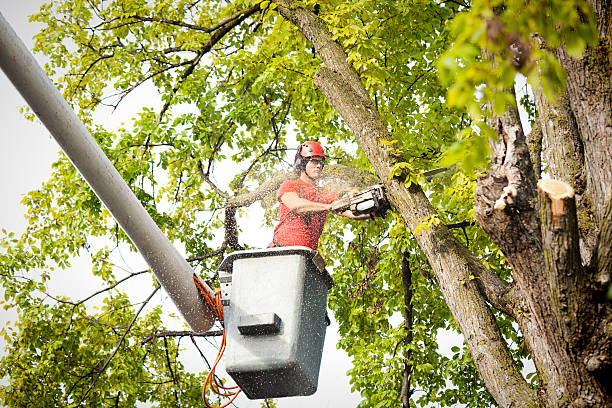 Best Arborist Consultation Services  in Webster, TX