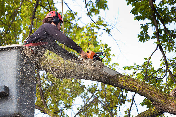 Best Hazardous Tree Removal  in Webster, TX